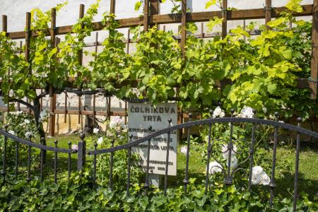 Foto: MIT_Ivan Majc_Čolnikova trta