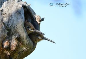 Smrdokavra, Foto: Dejan Part