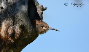 Smrdokavra, Foto: Dejan Part