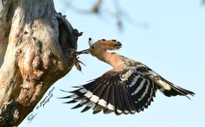 Smrdokavra, Foto: Dejan Part