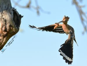 Smrdokavra, Foto: Dejan Part